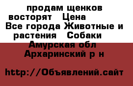 продам щенков восторят › Цена ­ 7 000 - Все города Животные и растения » Собаки   . Амурская обл.,Архаринский р-н